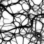 Neurons in black and white