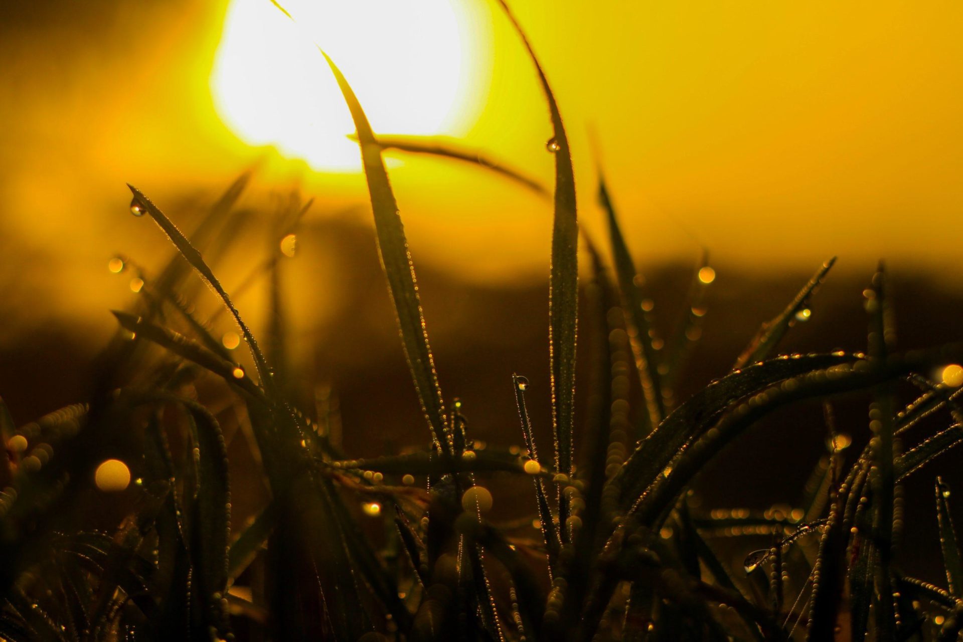 Grass With Water Dew under the morning sun after a good nights sleep