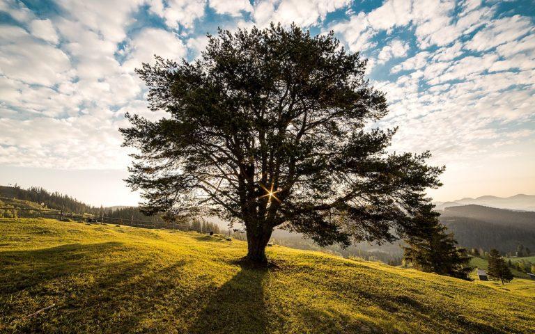 Tree on green mountain