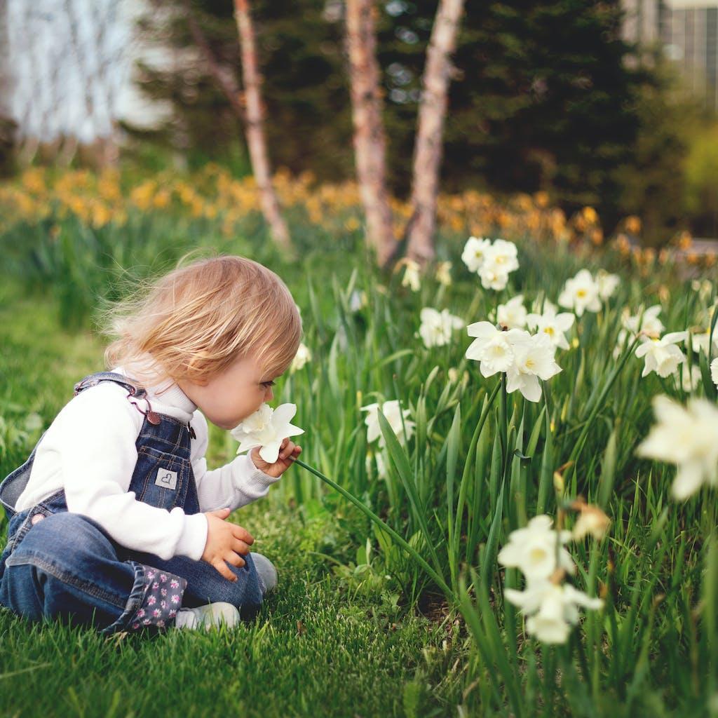 Toddler exploring flowers