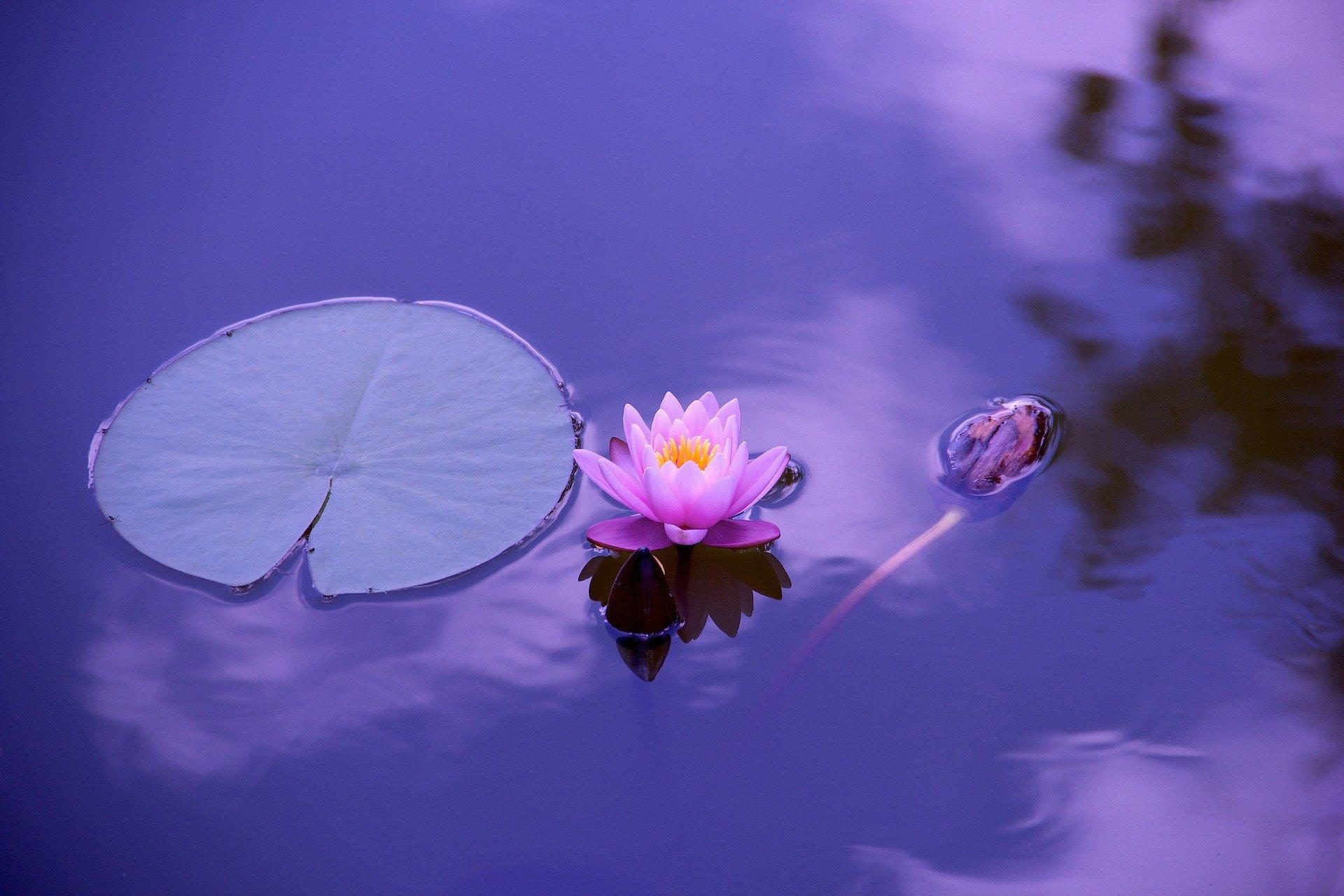 Purple lotus flower and lily pad on a calm purple pond