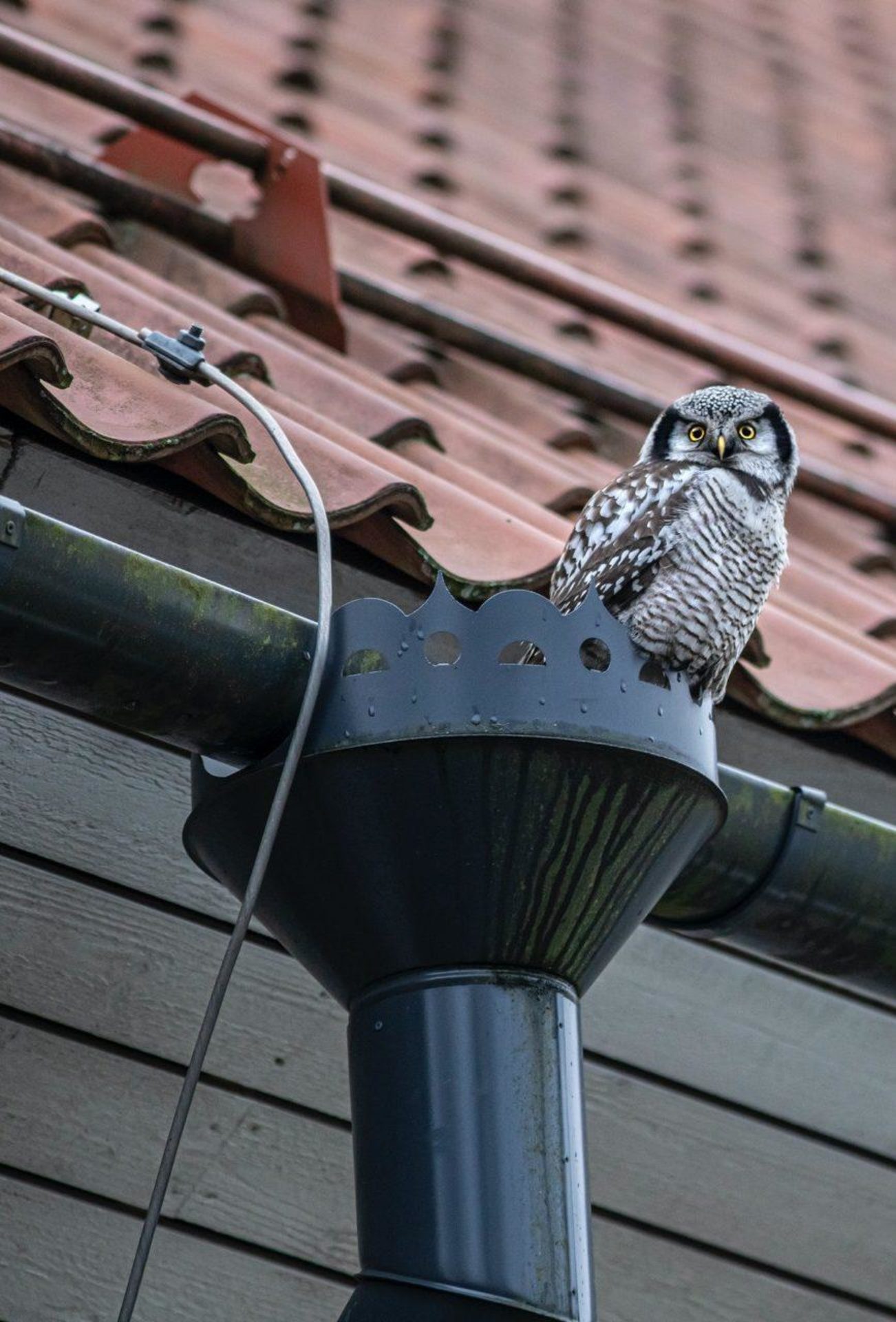 Owl sitting in the guttering under a roof