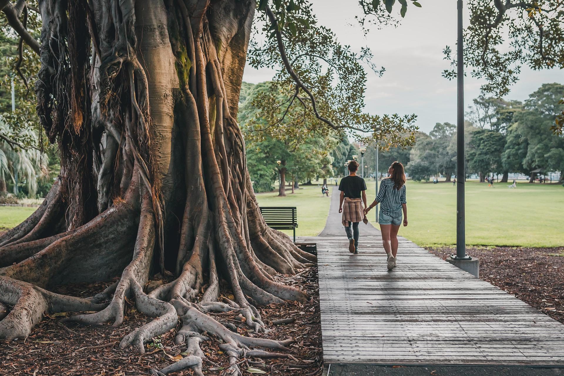 People walking in the park, next to a big tree