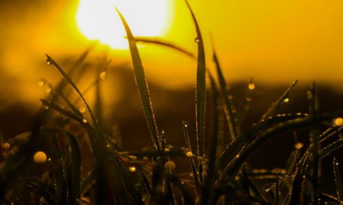 Grass With Water Dew under the morning sun after a good nights sleep