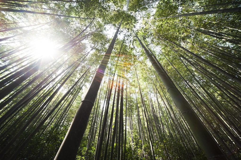 Bamboo trees planted to slow climate change.