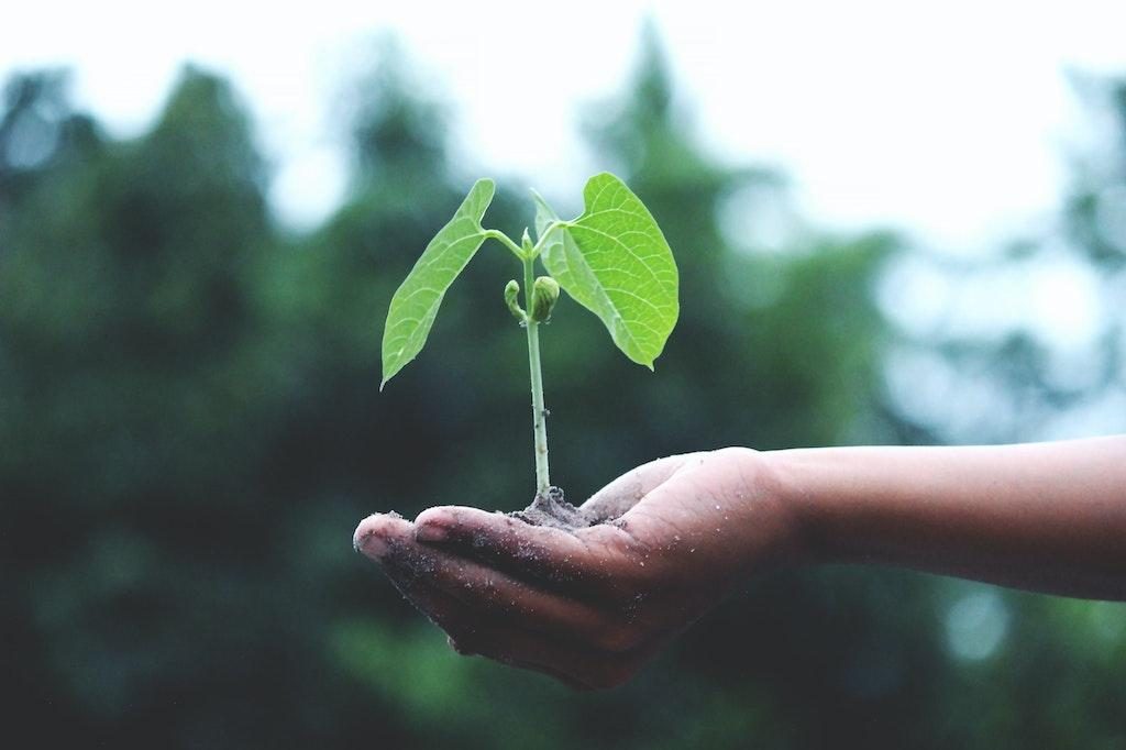 Person holding a green plant to symbolise that slowing climate change is in our hands.